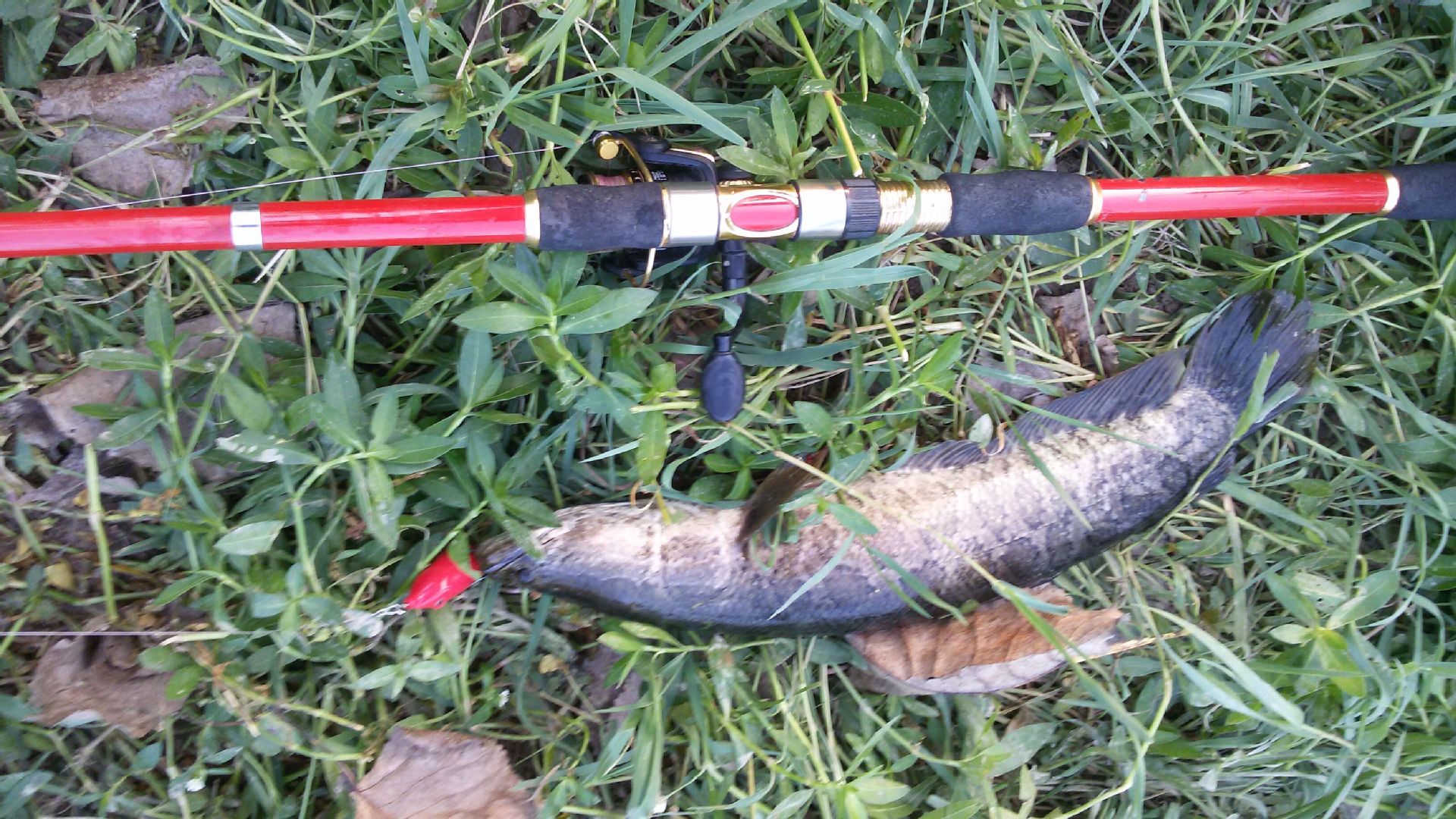Banjo 006 minnow